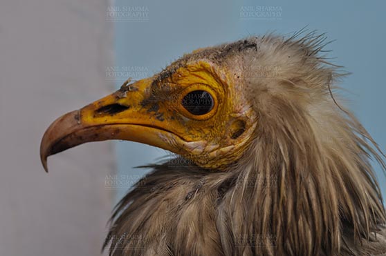 Birds- Egyptian Vulture (Neophron percnopterus) Egyptian vulture, Aligarh, Uttar Pradesh, India- January 21, 2017:  Close-up of an adult Egyptian Vulture with light blue background at Aligarh, Uttar Pradesh, India. by Anil