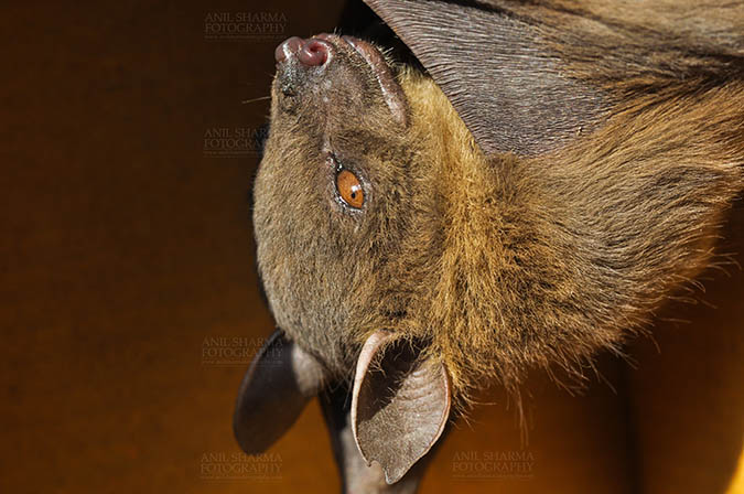 Wildlife- Indian Fruit Bat (Petrous giganteus) Noida, Uttar Pradesh, India.(Photo: Anil Sharma) Indian Fruit Bats (Pteropus giganteus) Nostrils, Noida, Uttar Pradesh, India- January 19, 2017: An Indian fruit bat hanging upside down showing face detail at Noida, Uttar Pradesh, India. by Anil
