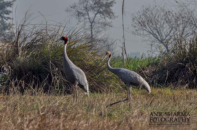 Birds- Sarus Crane (Grus Antigone) Mom Sarus Crane, Grus Antigone (Linnaeus) in an agricultural field with her chick at Greater Noida, Uttar Pradesh, India. by Anil