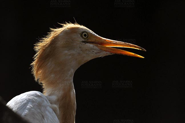 Birds- Cattle Egret (Bubulcus ibis) Noida, India- September 1, 2013: A Young Cattle Egret (Bubulcus ibis) close-up of head during breeding season with orange pullme on its head and back at Noida, Uttar Pradesh, India. by Anil