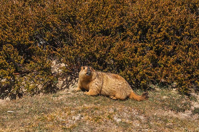 Wildlife- The Himalayan Marmots, J & K (India) A young Himalayan Marmots in search of food. by Anil