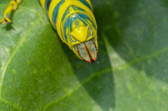Insects- Indian Painted Grasshopper Micro shot of ovipositor of an Indian Painted Grasshopper, Poekilocerus Pictus, sitting on milkweed plant leaves. by Anil