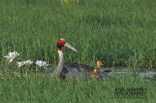 Birds- Sarus Crane (Grus Antigone) Mom Sarus Crane, Grus Antigone (Linnaeus) with her young chick at Greater Noida, Uttar Pradesh, India. by Anil