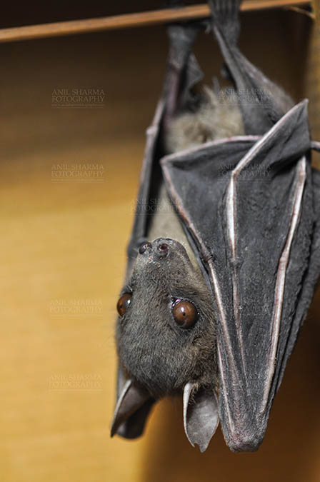 Wildlife- Indian Fruit Bat (Petrous giganteus) Indian Fruit Bats (Pteropus giganteus) Noida, Uttar Pradesh, India- January 19, 2017: Side pose of an Indian fruit bat captive roosting/grooming pose while hanging upside down at Noida, Uttar Pradesh, India. by Anil
