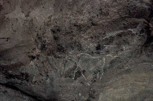 Archaeology- Bhimbetka Rock Shelters (India) Prehistoric Rock Painting showing running bull in white color at Bhimbetka archaeological site, Raisen, Madhya Pradesh, India by Anil