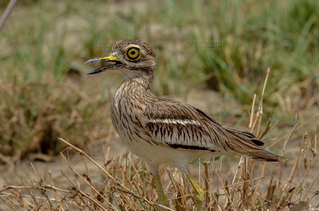 Birds- Eurasian Stone Curlew (Burhinus oedicnemus) Noida, Uttar Pradersh, India. ( Photo: Anil Sharma) Eurasian stone curlew at Noida, India- June 18, 2017: A Female Eurasian stone curlew guarding her nest at Noida, India. by Anil