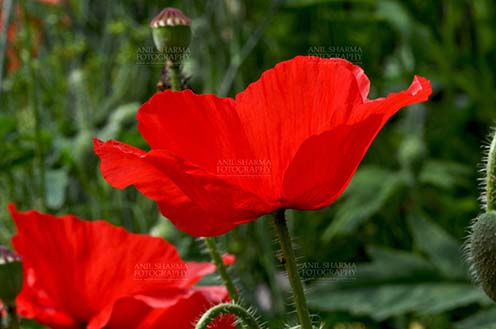 Flowers- Poppy Flowers (Papaver oideae) Beautiful Red Color Poppy (Papaver oideae) flowers with green color background blooming in a small garden at Noida, Uttar Pradesh, India. by Anil