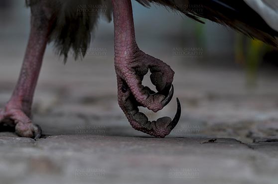 Birds- Egyptian Vulture (Neophron percnopterus) Egyptian vulture, Aligarh, Uttar Pradesh, India- January 21, 2017:  Close-up of an Egyptian Vulture's feet at Aligarh, Uttar Pradesh, India. by Anil