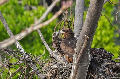 Raptors: Black Kite Milvus migrans (Boddaert) (Photo: Anil Sharma) “Love you, Mom”- Black Kite Chick. by Anil