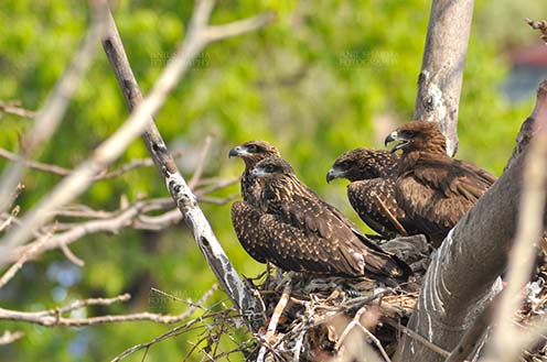 Birds-  Black Kite Milvus migrans (Boddaert) “My Black Kite Army” – Mom Black Kite. by Anil