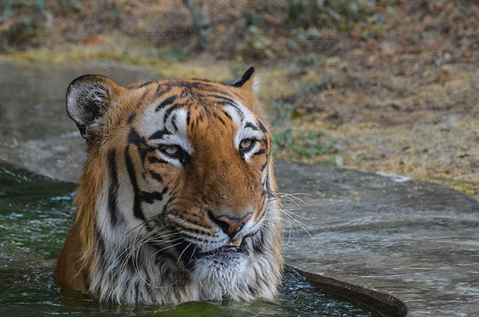 Wildlife- Royal Bengal Tiger (Panthera Tigris Tigris) Royal Bengal Tiger, New Delhi, India- April 5, 2018: A Royal Bengal Tiger (Panthera tigris Tigris) sitting in a small water pool at New Delhi, India. by Anil