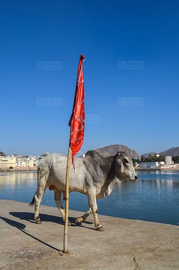 Fairs- Pushkar Fair (Rajasthan) Pushkar, Rajasthan, India- January 16, 2018: A Bull strolling around at the Holy Pushkar Sarovar at Pushkar, Rajasthan, India. by Anil