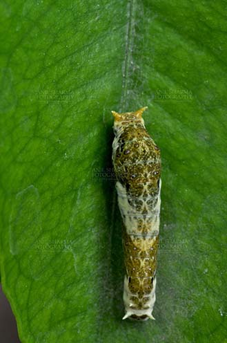 Insects- Caterpillar Noida, Uttar Pradesh, India- April 5, 2016: Citrus (Lime, lemon) Swallowtail butterfly caterpillar (Papilio demoleus) at Noida, Uttar Pradesh, India. by Anil