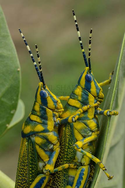 Insects- Indian Painted Grasshopper An Indian Painted Grasshopper, Poekilocerus Pictus, pair mating on milkweed plant leaves at Noida, Uttar Pradesh, India. by Anil