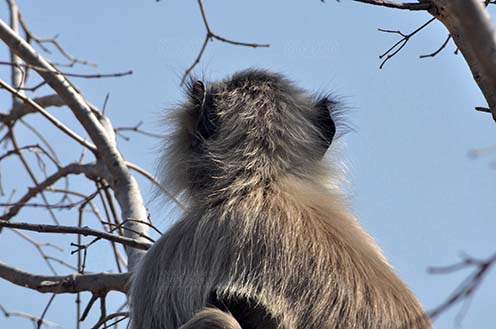 Wildlife- Gray or Common Indian Langur (India) Back pose of a lonely male black footed Gray Langur (Semnopithecus hypoleucos) sitting on a tree branch at Bhopal, Madhya Pradesh, India. by Anil