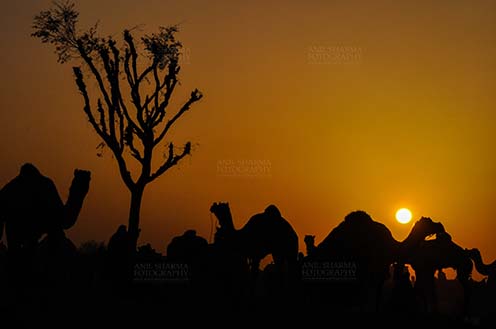 Fairs- Nagaur Cattle Fair (Rajasthan) Nagaur, Rajasthan, India- Febuary 10, 2011: Sunset time, silhouette of camels in the evening at Nagaur cattle fair, Nagaur, Rajasthan (India). by Anil