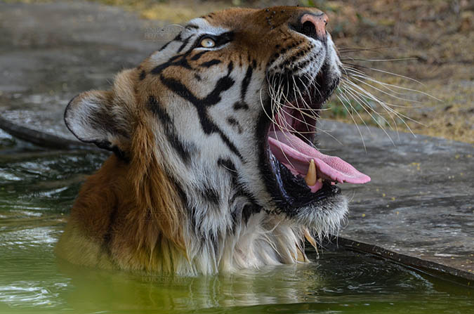 Wildlife- Royal Bengal Tiger (Panthera Tigris Tigris) Royal Bengal Tiger, New Delhi, India- April 4, 2018: A Royal Bengal Tiger (Panthera tigris Tigris) yawning at New Delhi, India. by Anil