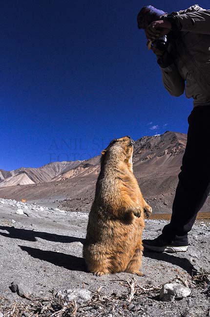 Wildlife- The Himalayan Marmots, Leh, Ladakh, India. (Photo: Atul Sharma) A tourist taking picture of Himalayan Marmots at  Leh, Ladakh, India. by Anil