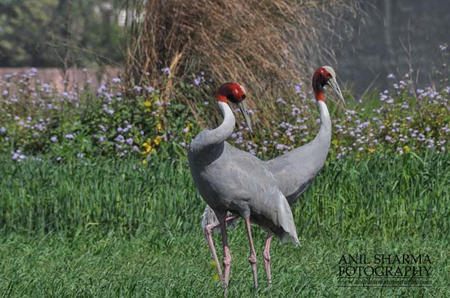 Birds- Sarus Crane (Grus Antigone) A Sarus Crane pair, Grus Antigone (Linnaeus) in an agricultural field at Dhanauri wetland, Greater Noida, Uttar Pradesh, India. by Anil