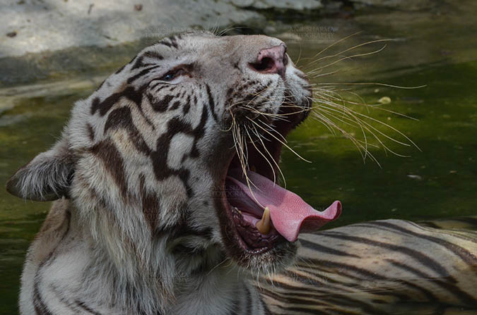 Wildlife- White Tiger (Panthera Tigris) White Tiger, New Delhi, India- June 20, 2018: Portrait of a White Tiger (Panthera tigris) yawning, showing its tongue at New Delhi, India. by Anil