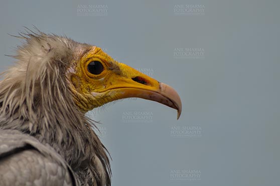 Birds- Egyptian Vulture (Neophron percnopterus) Egyptian vulture, Aligarh, Uttar Pradesh, India- January 21, 2017: Close-up of an adult Egyptian Vulture with blue background at Aligarh, Uttar Pradesh, India. by Anil