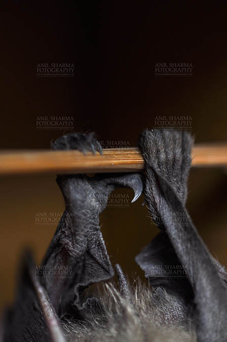 Wildlife- Indian Fruit Bat (Petrous giganteus) Noida, Uttar Pradesh, India.(Photo: Anil Sharma) Indian fruit bat (Pteropus giganteus) claws, Noida, Uttar Pradesh, India- January 19, 2017: An Indian fruit bat hanging upside down from a limb showing claws at Noida, Uttar Pradesh, India. by Anil