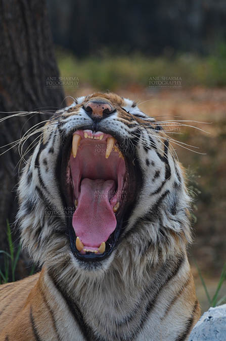 Wildlife- Royal Bengal Tiger (Panthera Tigris Tigris) Royal Bengal Tiger, New Delhi, India- April 5, 2018: Portrait of A Royal Bengal Tiger (Panthera tigris Tigris) in furious mood showing its canines at New Delhi, India. by Anil