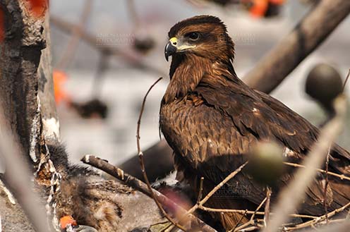 Birds-  Black Kite Milvus migrans (Boddaert) Close-up of Black Kite Mom. by Anil