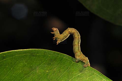 Insects- Caterpillar, Noida, Uttar Pradesh, India. (Photo: Atul Sharma) Noida, Uttar Pradesh, India- November 30, 2013: A big caterpillar on a leaf at Noida, Uttar Pradesh, India. by Anil
