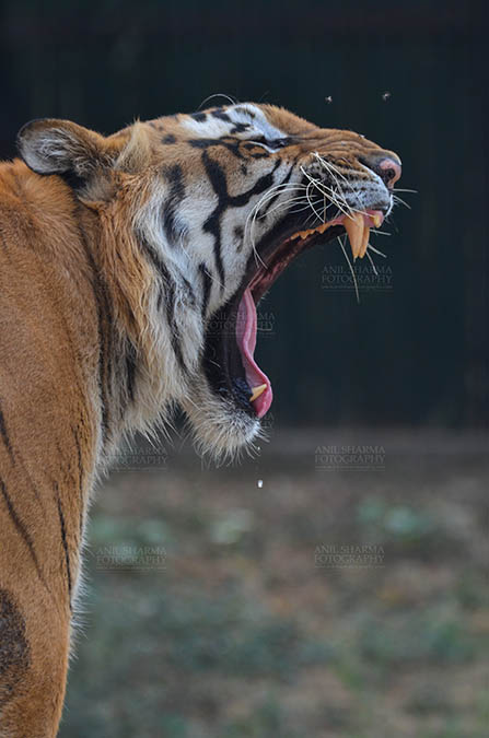 Wildlife- Royal Bengal Tiger (Panthera Tigris Tigris) New Delhi, India. (Photo: Anil Sharma) Royal Bengal Tiger, New Delhi, India- April 5, 2018: Portrait of A Royal Bengal Tiger (Panthera tigris Tigris) in furious mood showing its canines at New Delhi, India. by Anil