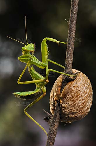 Insect- Praying Mantis A Praying Mantis,  Mantodea (or mantises, mantes) with ootheca the protective capsule with the eggs on a tree branch at Noida, Uttar Pradesh, India. by Anil
