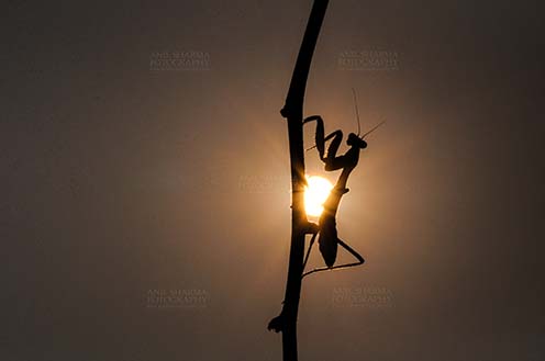 Insect- Praying Mantis Sunset time, side view of a Praying Mantis, Mantodea (or mantises, mantes) in magical golden light on a tree branch at Noida, Uttar Pradesh, India by Anil