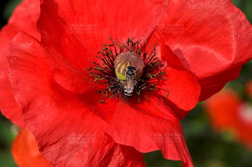 Flowers- Poppy Flowers (Papaver oideae) Noida, Uttar Pradesh, India-February 23, 2015: Close up of a Beautiful Red Color Poppy (Papaver oideae) flower with honey bee in a garden at Noida, Uttar Pradesh, India. by Anil