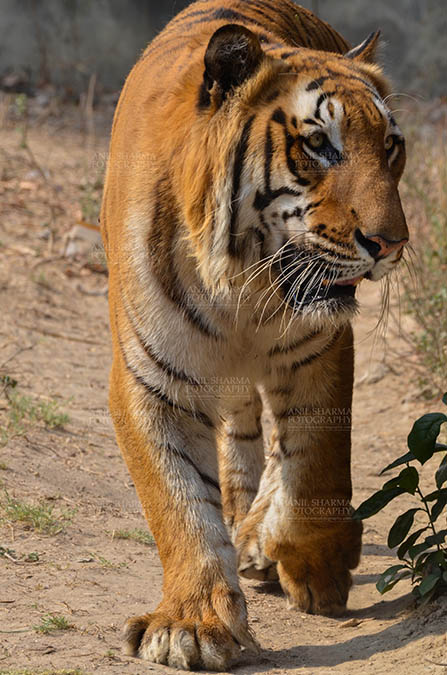 Wildlife- Royal Bengal Tiger (Panthera Tigris Tigris) Royal Bengal Tiger, New Delhi, India- April 2, 2018: A Royal Bengal Tiger (Panthera tigris Tigris) roaming at New Delhi, India. by Anil