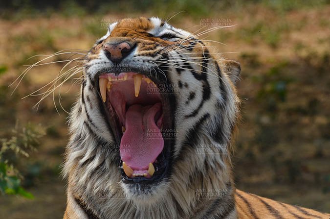 Wildlife- Royal Bengal Tiger (Panthera Tigris Tigris) Royal Bengal Tiger, New Delhi, India- April 3, 2018: Close-up of a Royal Bengal Tiger (Panthera tigris Tigris) in aggressive mood showing its canines at New Delhi, India. by Anil