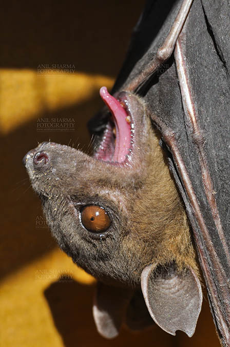 Wildlife- Indian Fruit Bat (Petrous giganteus) Indian Fruit Bats (Pteropus giganteus) Noida, Uttar Pradesh, India- January 19, 2017: Close-up of an Indian fruit bat hanging upside down, open mouth showing tongue at Noida, Uttar Pradesh, India. by Anil
