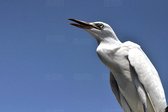 Birds- Cattle Egret (Bubulcus ibis) Noida, Uttar Pradesh, India, (Photo: Atul Sharma) Noida, India- September 4, 2013: A Young Cattle Egret (Bubulcus ibis) during breeding season at Noida, Uttar Pradesh, India. by Anil