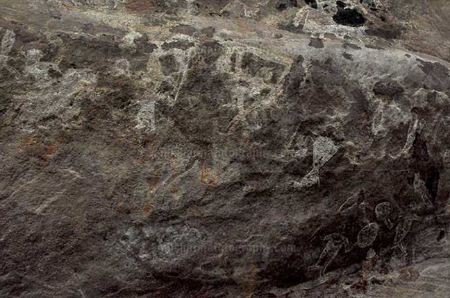 Archaeology- Bhimbetka Rock Shelters (India) Prehistoric Rock Painting of a shepherd with their cattle herd in white color at Bhimbetka archaeological site, Raisen, Madhya Pradesh, India by Anil