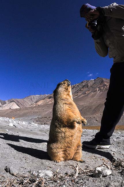 Wildlife- The Himalayan Marmots, J & K (India) A tourist taking picture of Himalayan Marmots at Leh. by Anil