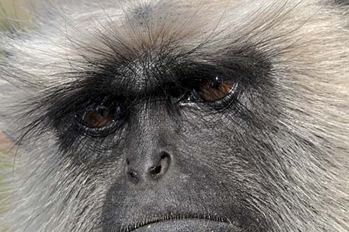 Wildlife- Gray or Common Indian Langur (India) Close-up of a black footed Gray Langur(Semnopithecus hypoleucos) talking to his own conscious at Bhopal, Madhya Pradesh, India. by Anil