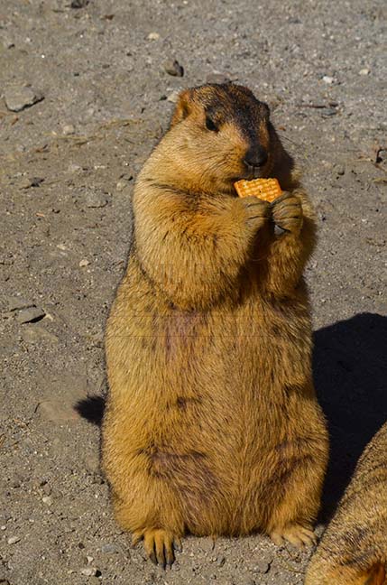 Wildlife- The Himalayan Marmots, Leh, Ladakh, India. (Photo: Atul Sharma) A Hungry Himalayan Marmots enjoying biscute at  Leh, Ladakh, India. by Anil