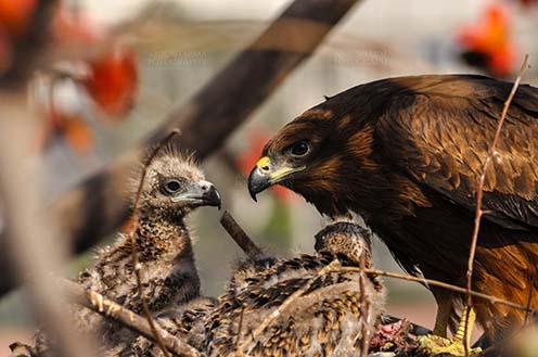 Raptors: Black Kite Milvus migrans (Boddaert) (Photo: Anil Sharma) Listening to Mom’s Advice. by Anil