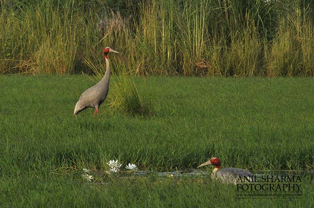 Birds- Sarus Crane (Grus Antigone) Mom Sarus Crane, Grus Antigone (Linnaeus) sitting on her eggs while male guarding at Greater Noida, Uttar Pradesh, India. by Anil