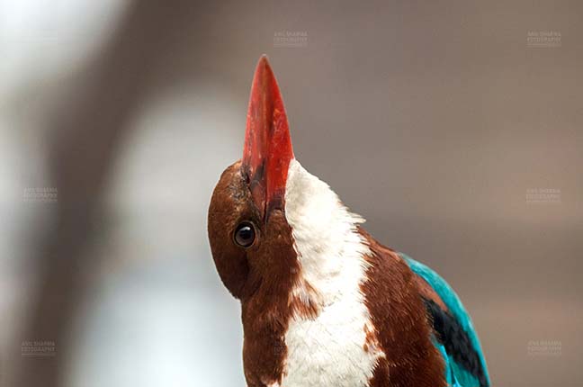 Birds- Whitebreasted Kingfisher (Halcyon smyrnensis) Noida, Uttar Pradesh, India. (Photo: Anil Sharma) A White Breasted Kingfisher, Halcyon smyrnensis (Linnaeus), with a long beak, looking upward at Noida, India. by Anil