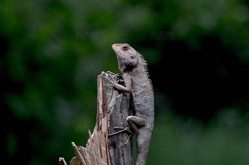Reptiles- Oriental Garden Lizard, Noida, Uttar Pradesh, India.(Photo: Atul Sharma) Noida, Uttar Pradesh, India- June 26, 2016: Oriental Garden Lizard, Eastern Garden Lizard or Changeable Lizard (Calotes versicolor) adult resting on a tree stump, Noida, Uttar Pradesh, India. by Anil