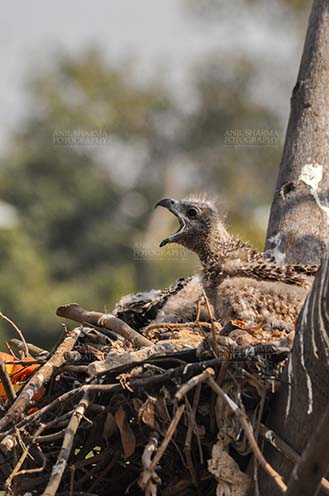 Raptors: Black Kite Milvus migrans (Boddaert) (Photo: Anil Sharma) Hey Mom, where are you? Hungry Black Kite chick calling Mom. by Anil