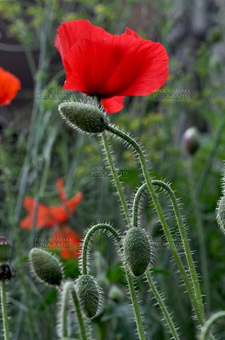 Flowers- Poppy Flowers (Papaver oideae) Beautiful Red Color Poppy (Papaver oideae) Flower and Greenish buds with green color background in a  small garden at Noida, Uttar Pradesh, India. by Anil