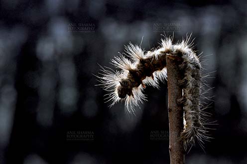Insects- Caterpillar Noida, Uttar Pradesh, India- November 13, 2013: A Hairy Caterpillar on a tree branch in a garden at Noida, Uttar Pradesh, India. by Anil