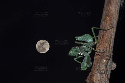 Insect- Praying Mantis Side view of a Praying Mantis,  Mantodea (or mantises, mantes) in resting position in full moon night  on a tree branch in garden at Noida, Uttar Pradesh, India by Anil