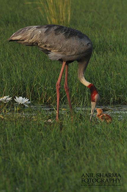 Birds- Sarus Crane (Grus Antigone) Greater Noida, India. (Photo: Atul Sharma) Mom Sarus Crane, Grus Antigone (Linnaeus), with her chick at Greater Noida, Uttar Pradesh, India. by Anil